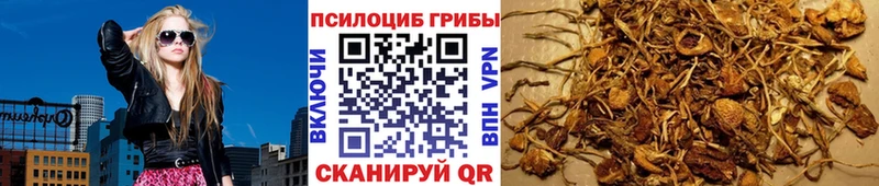 Купить  Яблоновский  Псилоцибиновые грибы MAGIC MUSHROOMS 